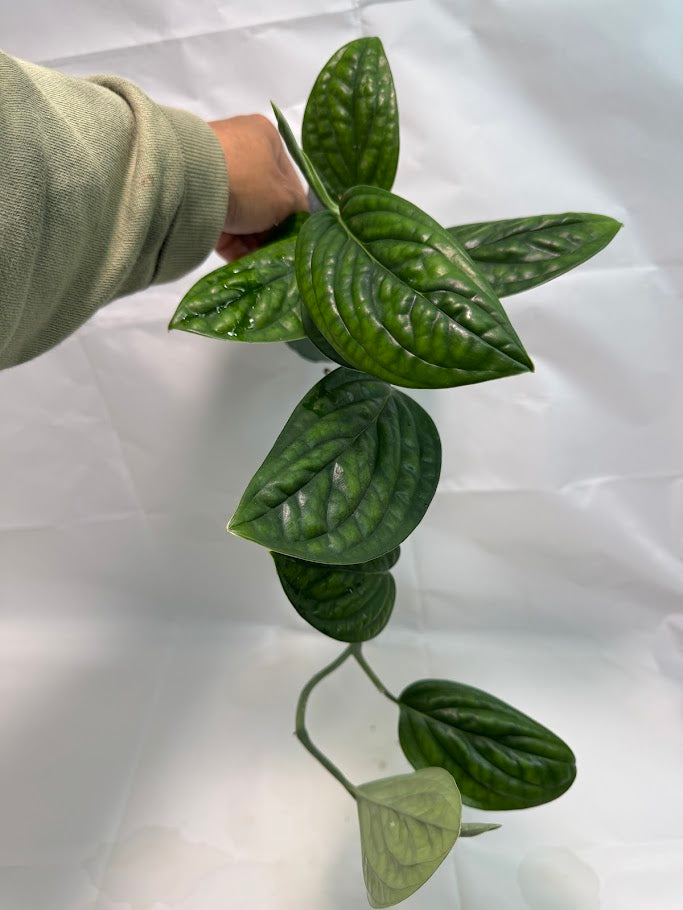 4" Monstera 'Peru' #07