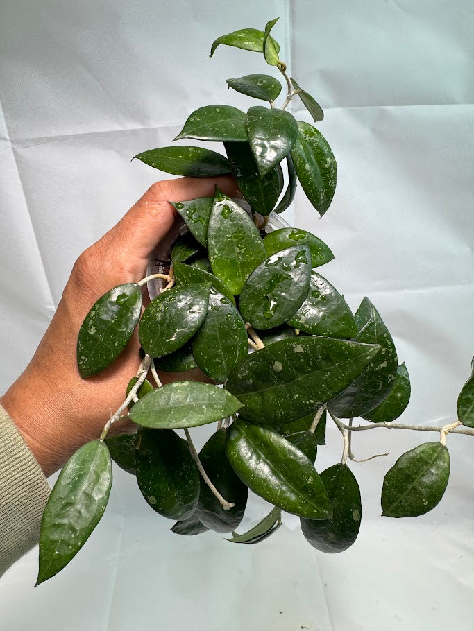 3" Hoya verticillata ‘Black Margin’ #08