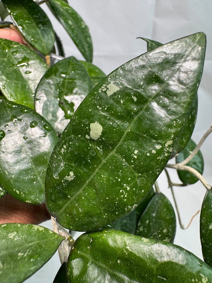 3" Hoya verticillata ‘Black Margin’ #08