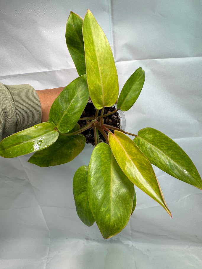 4" Philodendron 'Painted Lady' #08