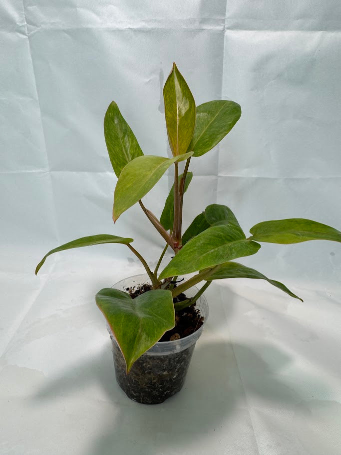4" Philodendron 'Painted Lady' #08