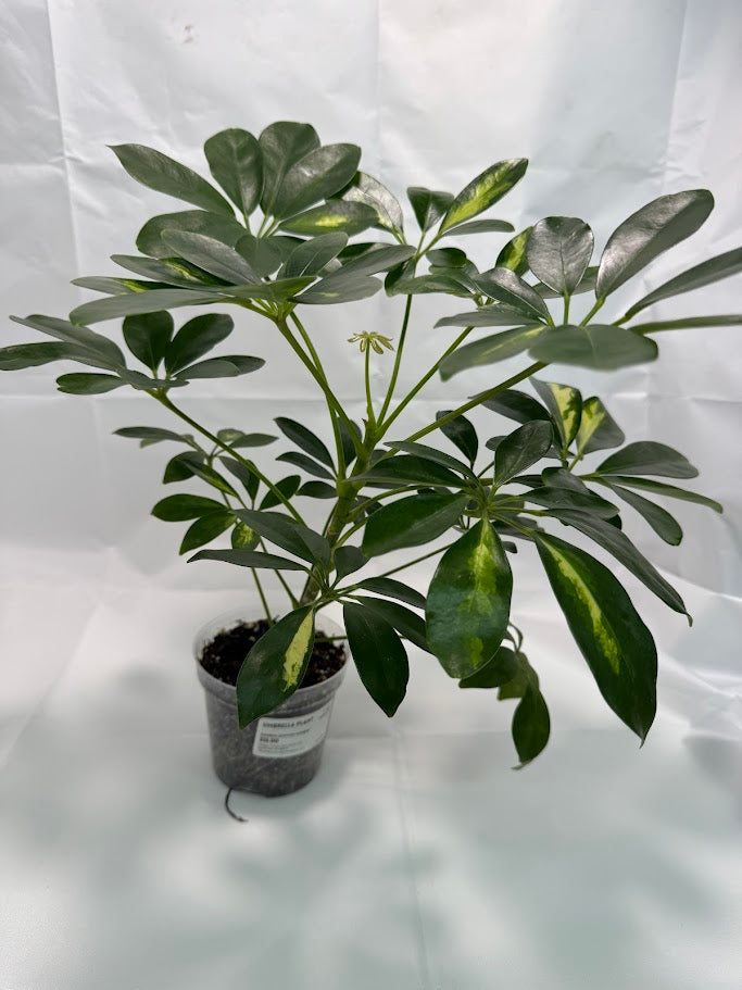 Schefflera arboricola variegata #04 | Umbrella Tree Plant | 4 inch Pot Size