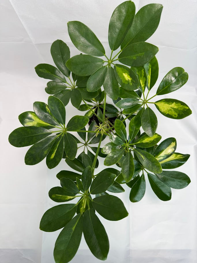 umbrella plant pot size Schefflera arboricola variegata #04 | Umbrella Tree Plant