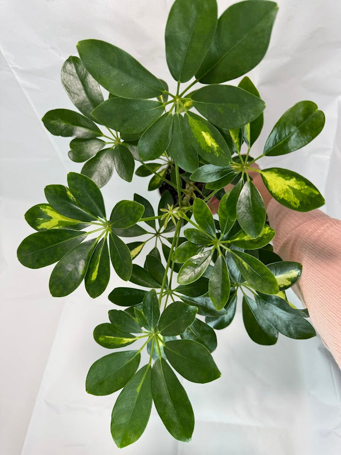 Schefflera arboricola variegata #04 | Umbrella Tree Plant | 4 inch Pot Size