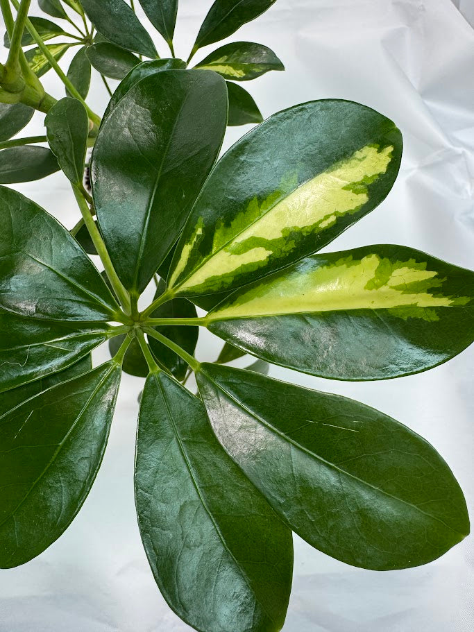 Schefflera arboricola variegata #04 | Umbrella Tree Plant | 4 inch Pot Size