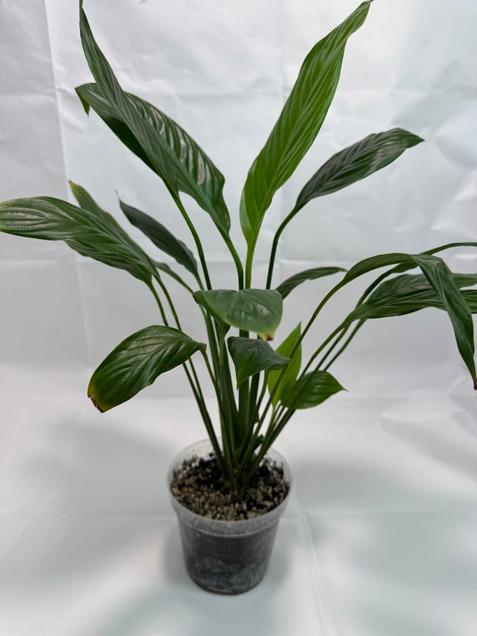 Peace Lily #03 | Spathiphyllum wallisii | 4 inch Pot Size