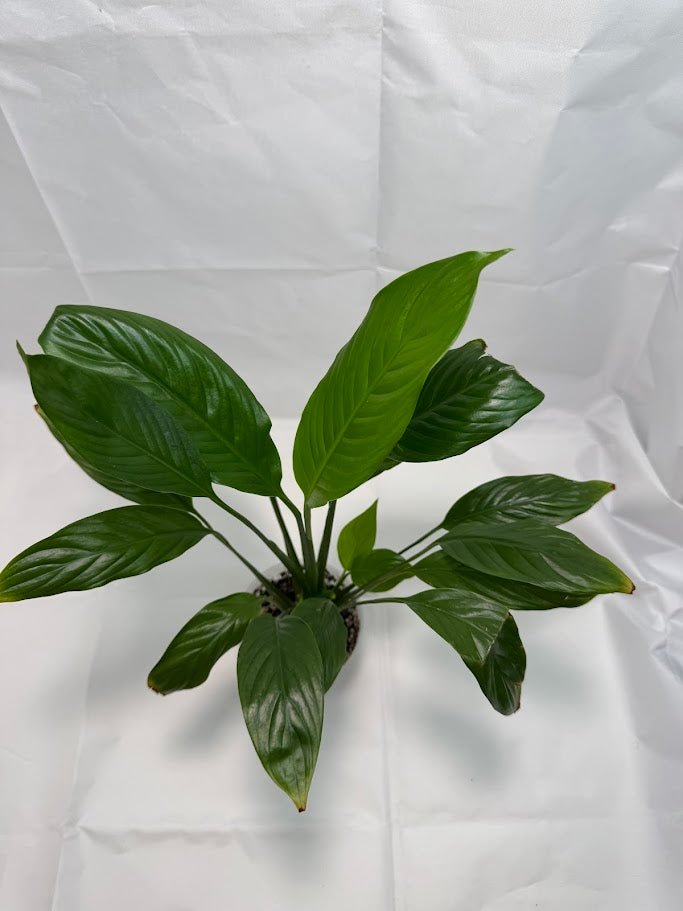 Peace Lily #03 | Spathiphyllum wallisii | 4 inch Pot Size