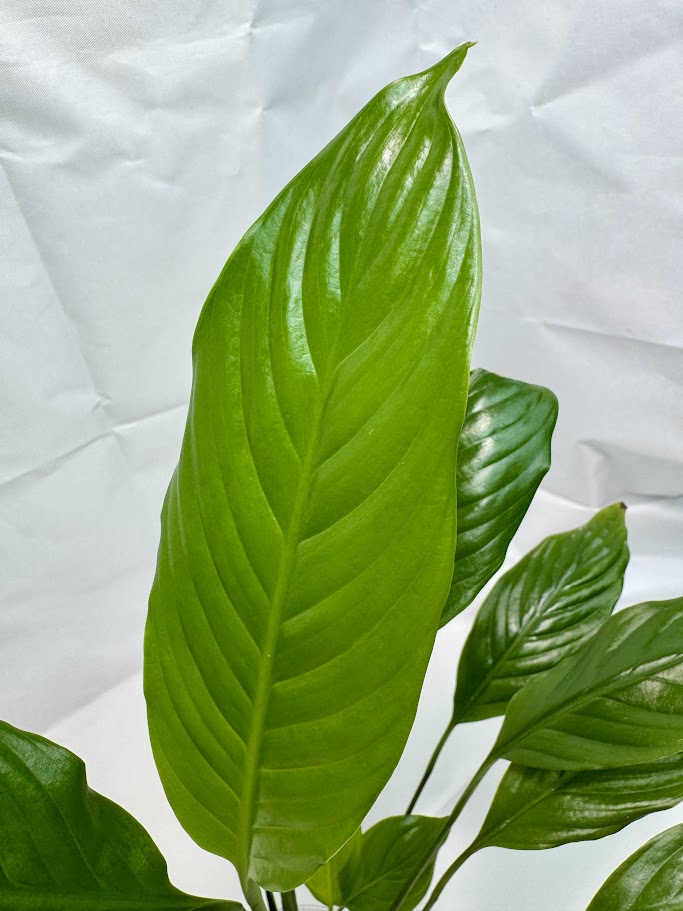 Peace Lily #03 | Spathiphyllum wallisii | 4 inch Pot Size