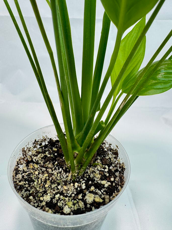 Peace Lily #03 | Spathiphyllum wallisii | 4 inch Pot Size