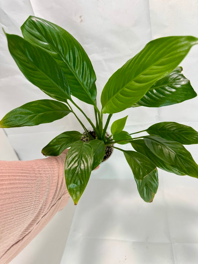 Peace Lily #03 | Spathiphyllum wallisii | 4 inch Pot Size