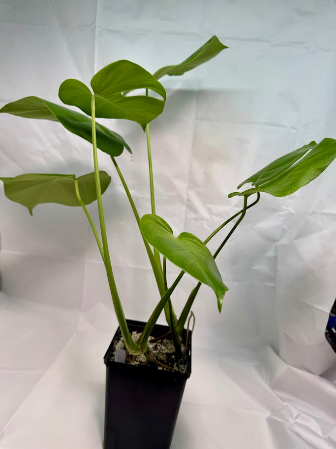 Monstera Deliciosa #18 | Big Cheese Plant | 2 Quart Pot Size