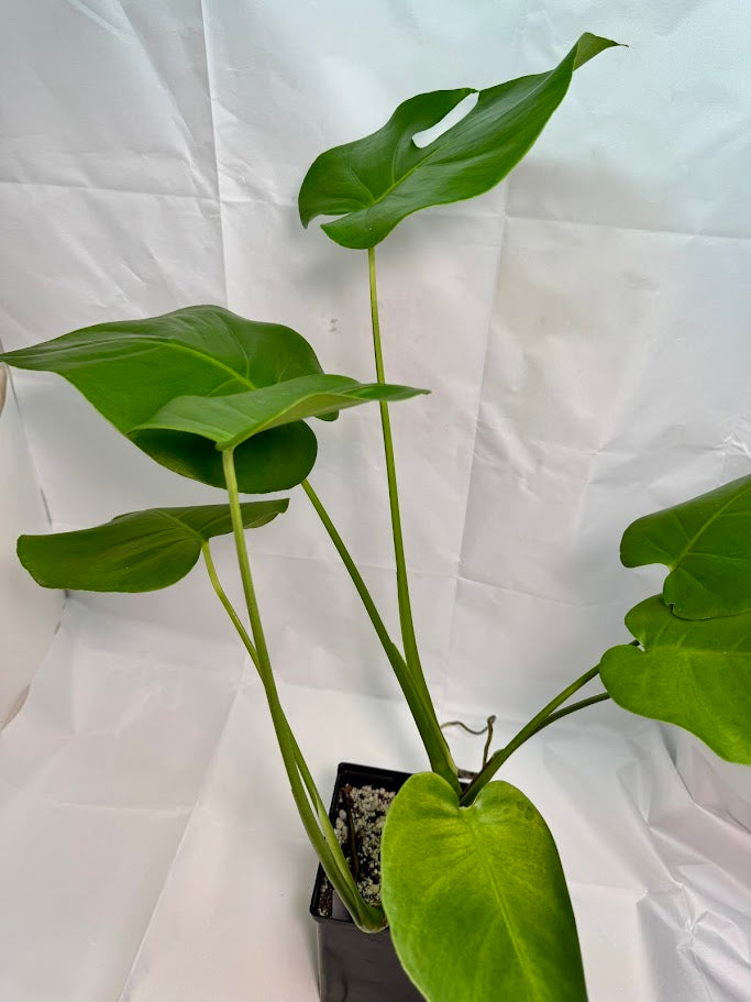 Monstera Deliciosa #18 | Big Cheese Plant | 2 Quart Pot Size
