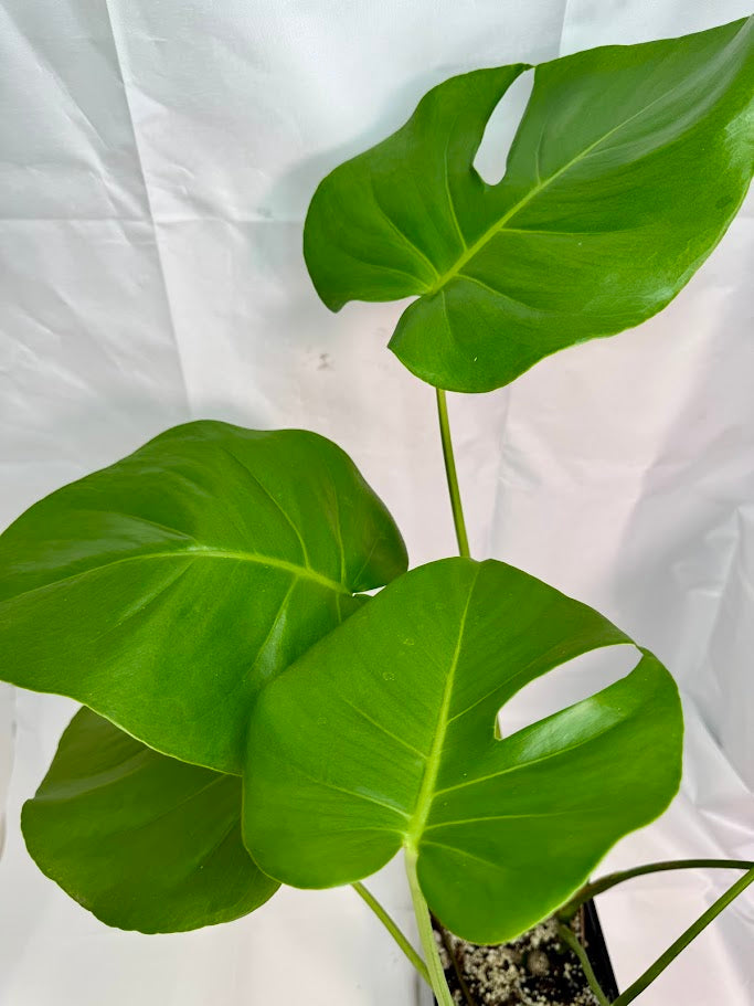 Monstera Deliciosa #18 | Big Cheese Plant | 2 Quart Pot Size