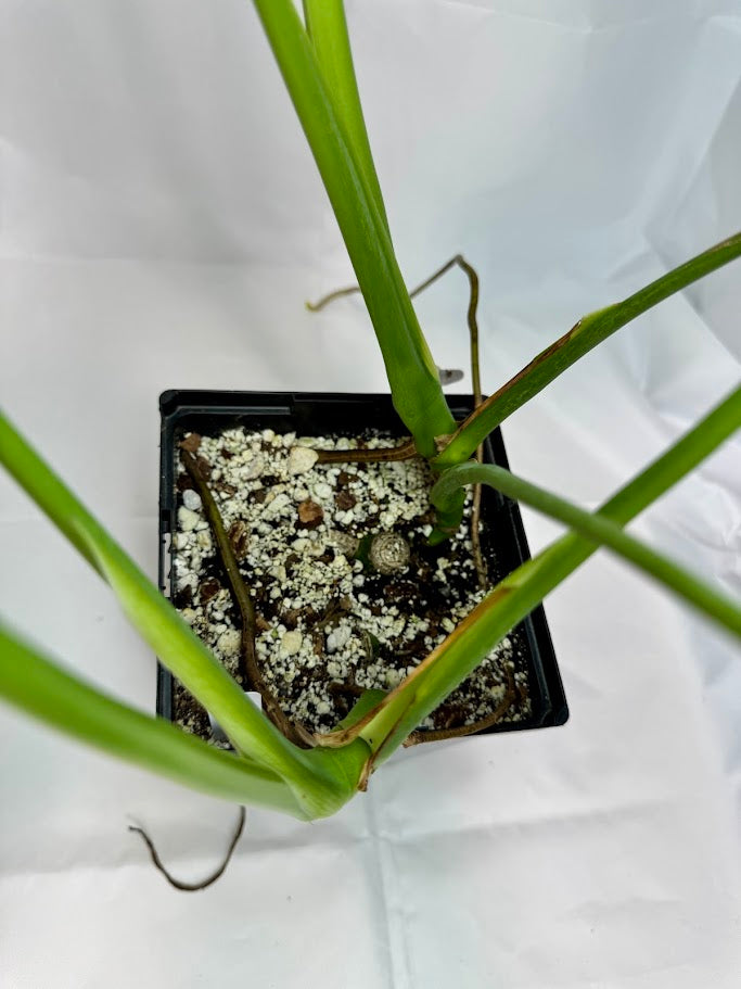 Monstera Deliciosa #18 | Big Cheese Plant | 2 Quart Pot Size