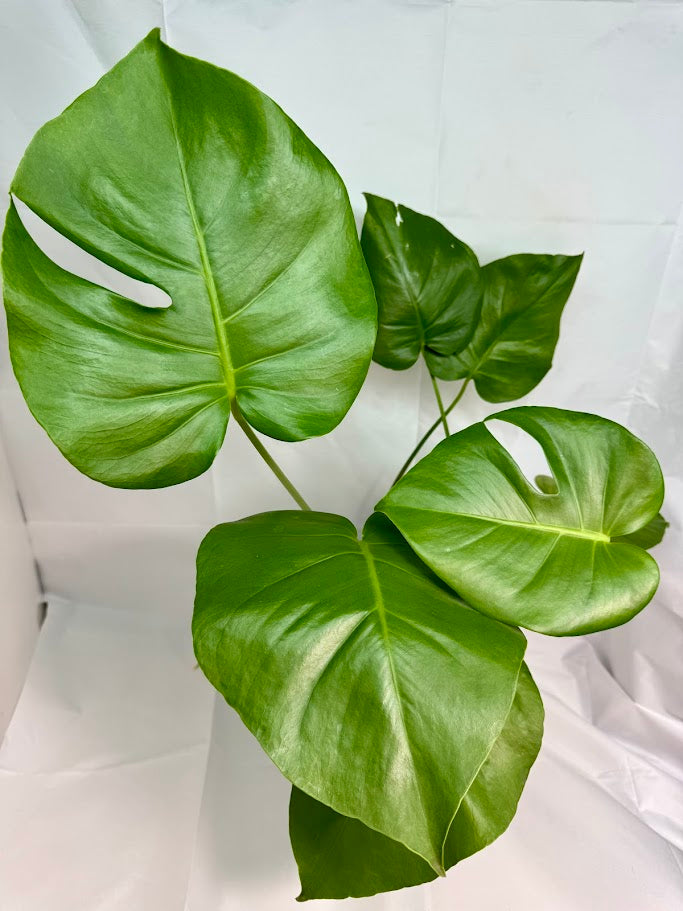 Monstera Deliciosa #18 | Big Cheese Plant | 2 Quart Pot Size