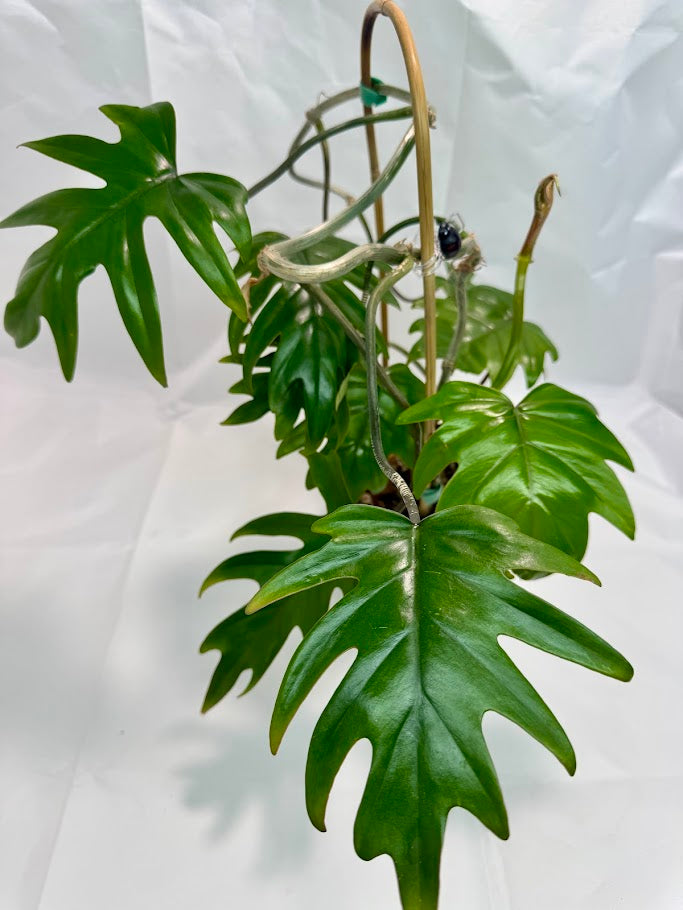 Philodendron Mayoi #07 | Trellised | 1 Quart Pot Size | Fully Rooted and Growing