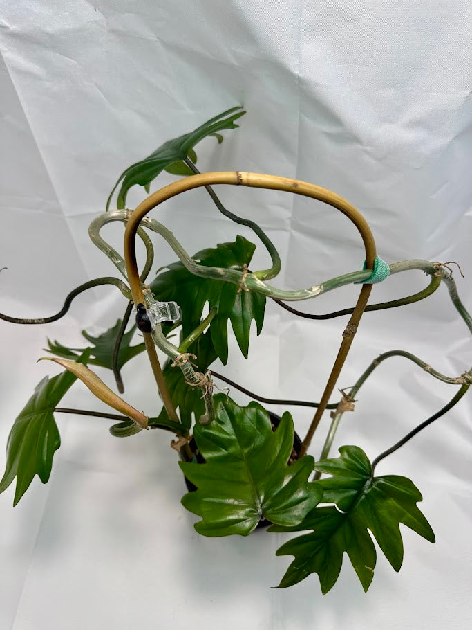 Philodendron Mayoi #07 | Trellised | 1 Quart Pot Size | Fully Rooted and Growing