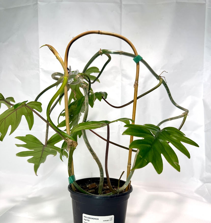 Philodendron Mayoi #07 | Trellised | 1 Quart Pot Size | Fully Rooted and Growing