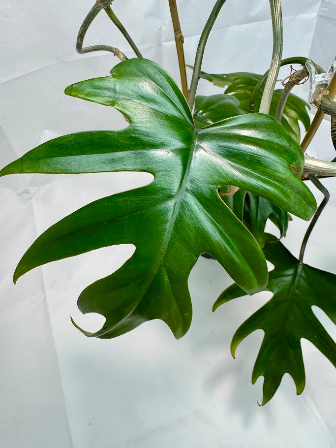 Philodendron Mayoi #07 | Trellised | 1 Quart Pot Size | Fully Rooted and Growing