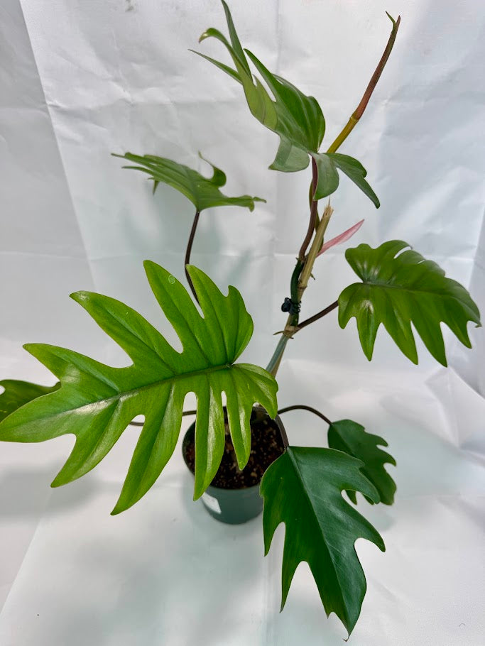Philodendron Mayoi #08 | 1 Quart Pot Size | Fully Rooted and Growing