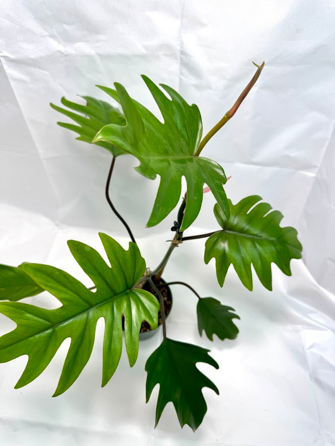 Philodendron Mayoi #08 | 1 Quart Pot Size | Fully Rooted and Growing