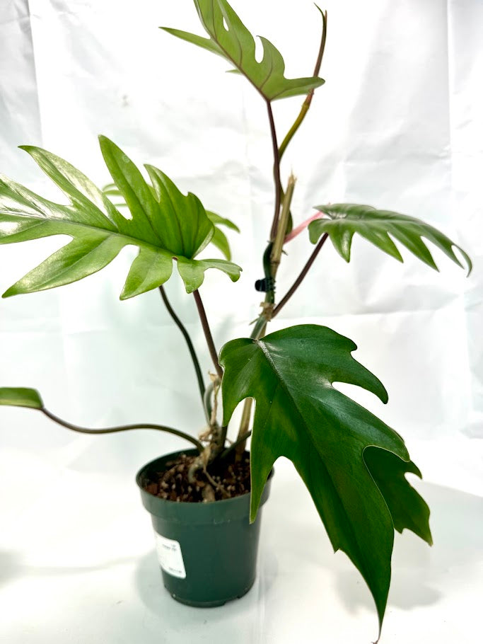 Philodendron Mayoi #08 | 1 Quart Pot Size | Fully Rooted and Growing