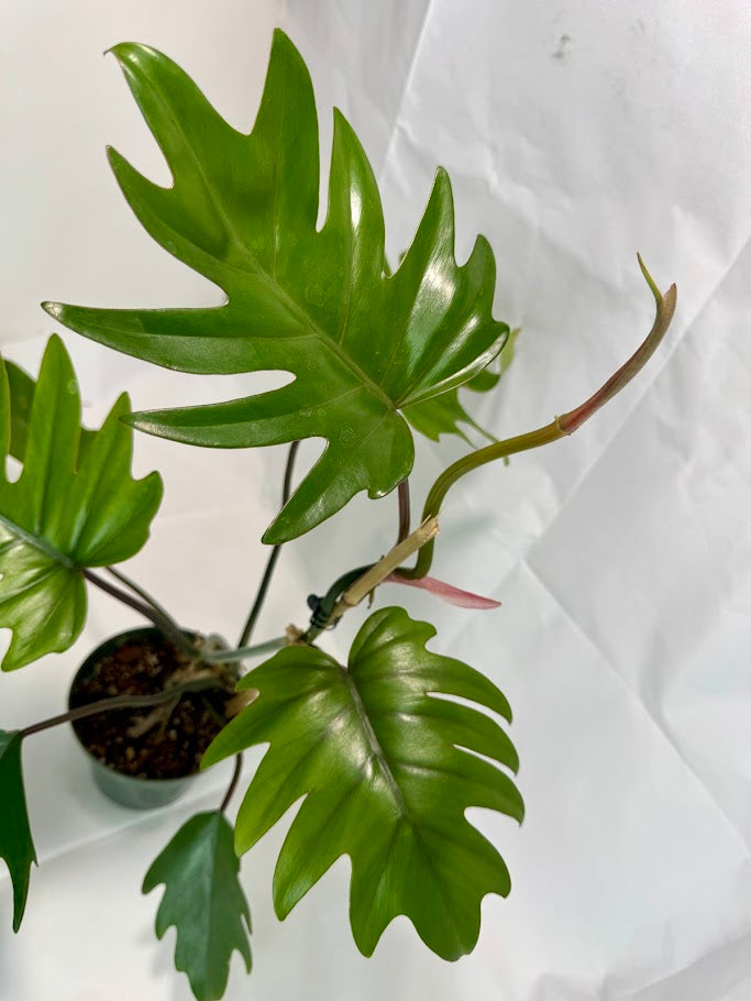 Philodendron Mayoi #08 | 1 Quart Pot Size | Fully Rooted and Growing