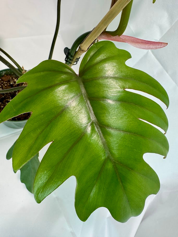 Philodendron Mayoi #08 | 1 Quart Pot Size | Fully Rooted and Growing