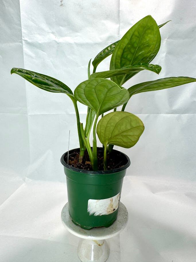 Monstera 'Peru' #08 | Crocodile Monstera | 4 inch Pot Size