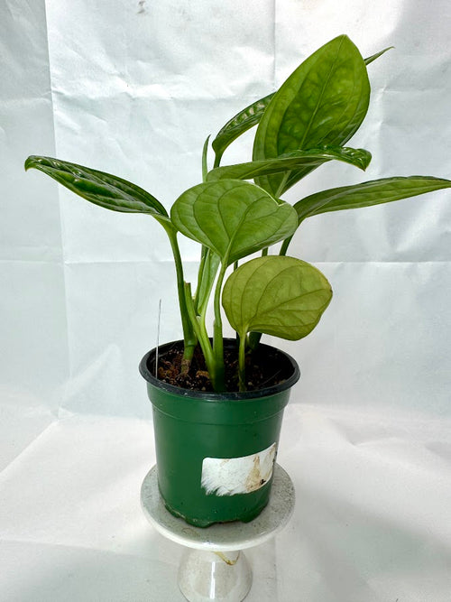 Monstera karstenianum 'Peru' – Happy Houseplant Haven