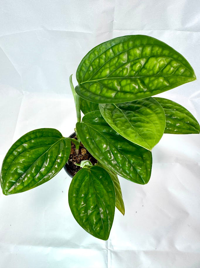 Monstera 'Peru' #08 | Crocodile Monstera | 4 inch Pot Size