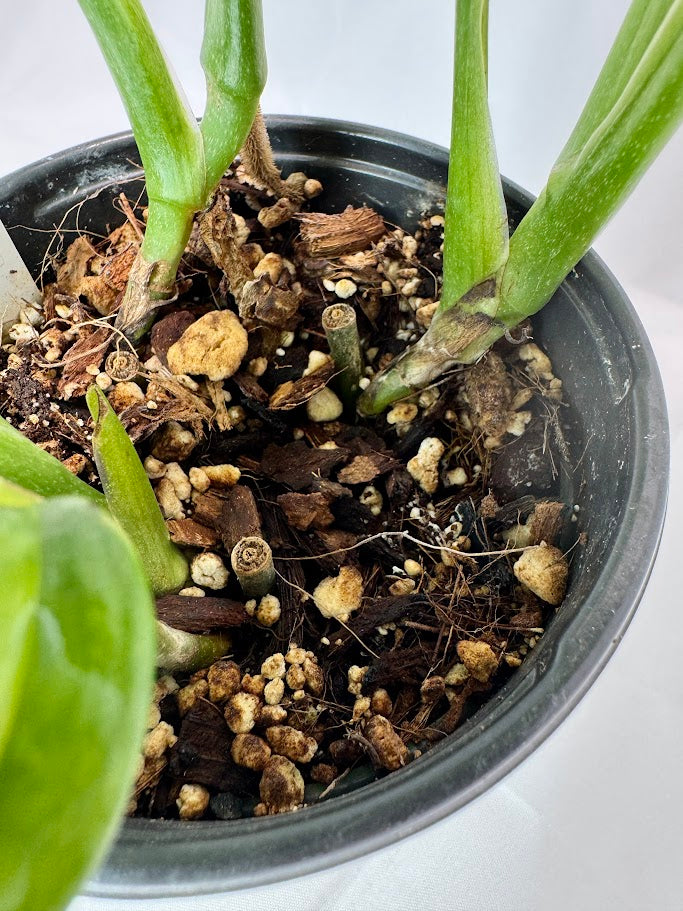 pot size for monstera Monstera karstenianum 'Peru' – Happy Houseplant Haven