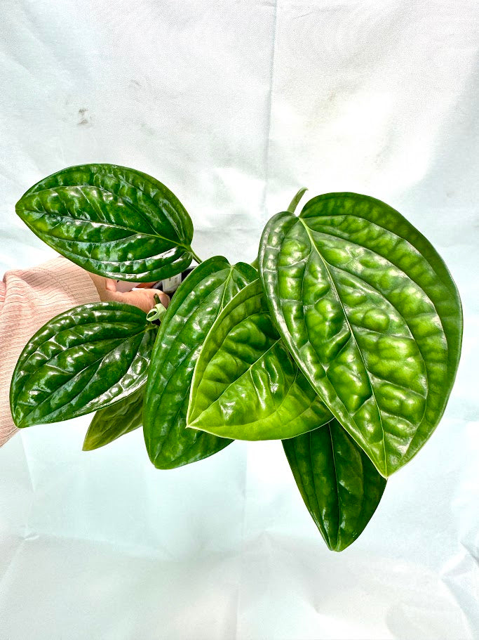 Monstera 'Peru' #08 | Crocodile Monstera | 4 inch Pot Size