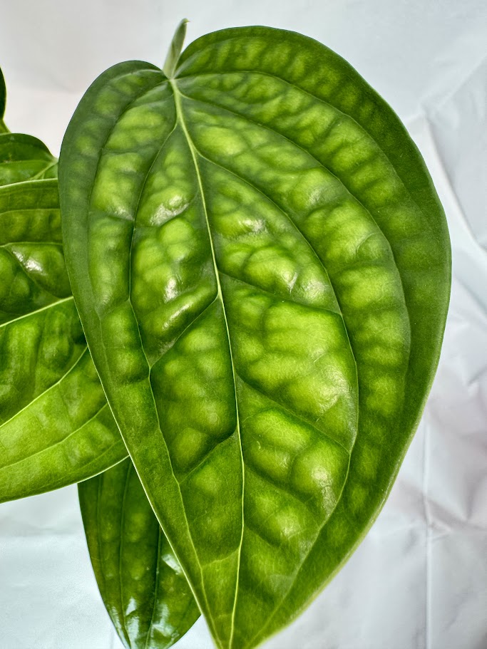 Monstera 'Peru' #08 | Crocodile Monstera | 4 inch Pot Size