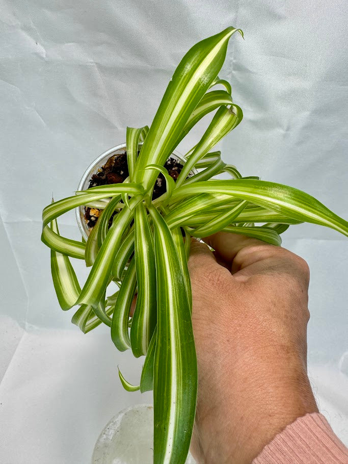 Spider Plant | Chlorophytum comosum ‘Bonnie’ #02 | 3.5 inch Pot Size