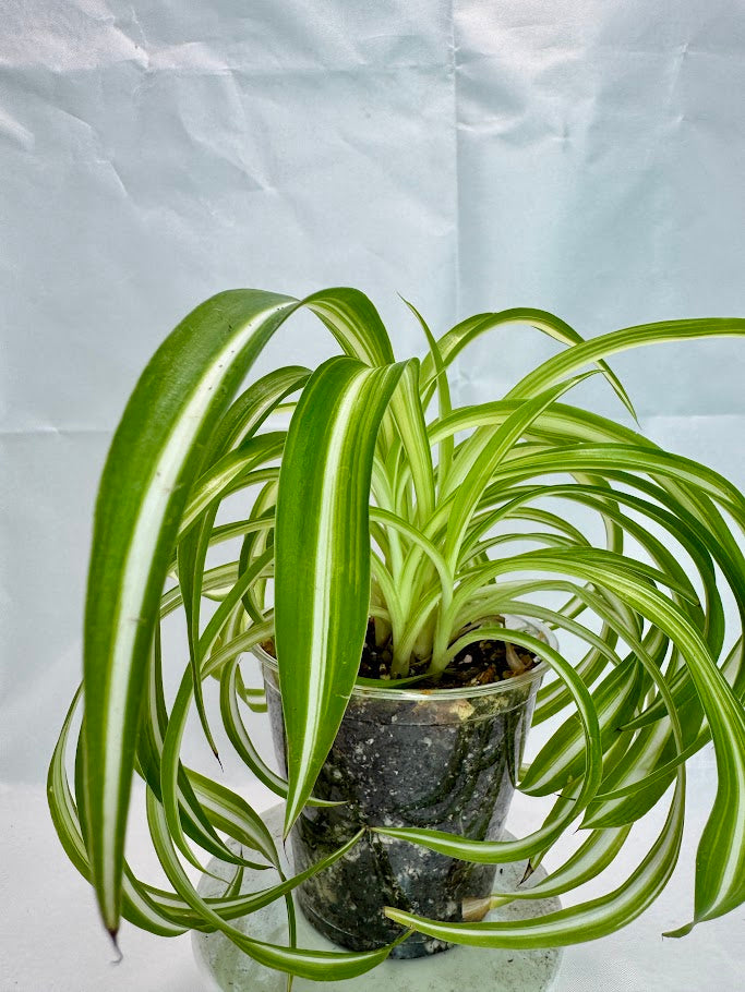 Spider Plant | Chlorophytum comosum ‘Bonnie’ #02 | 3.5 inch Pot Size