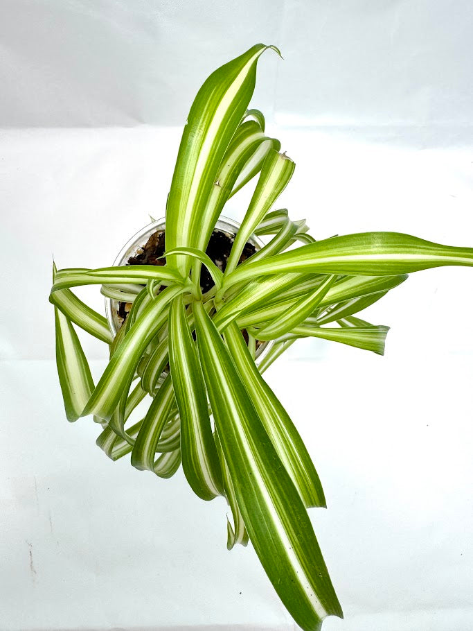Spider Plant | Chlorophytum comosum ‘Bonnie’ #02 | 3.5 inch Pot Size
