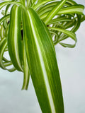 Spider Plant | Chlorophytum comosum ‘Bonnie’ #02 | 3.5 inch Pot Size