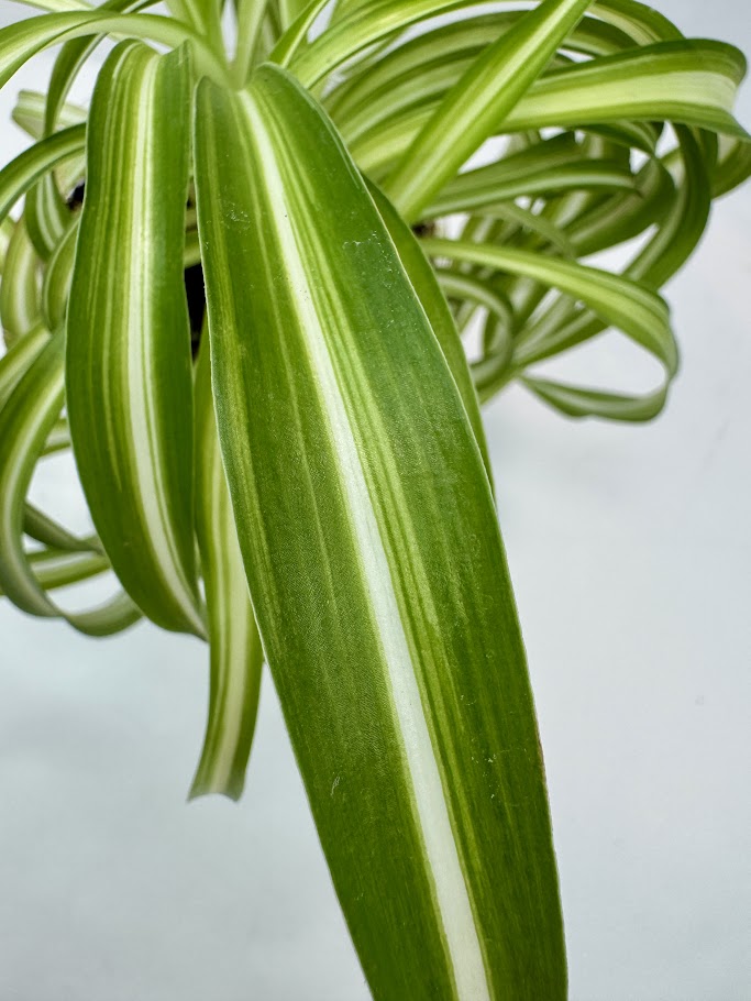 Spider Plant | Chlorophytum comosum ‘Bonnie’ #02 | 3.5 inch Pot Size
