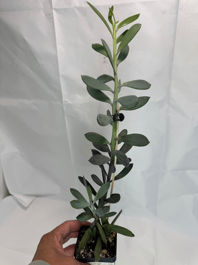 Senecio crassissimus #04 | ‘Lavender Steps’ Succulent | 2.5inch Starter Size