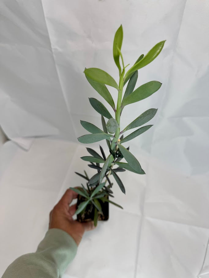 Senecio crassissimus #04 | ‘Lavender Steps’ Succulent | 2.5inch Starter Size