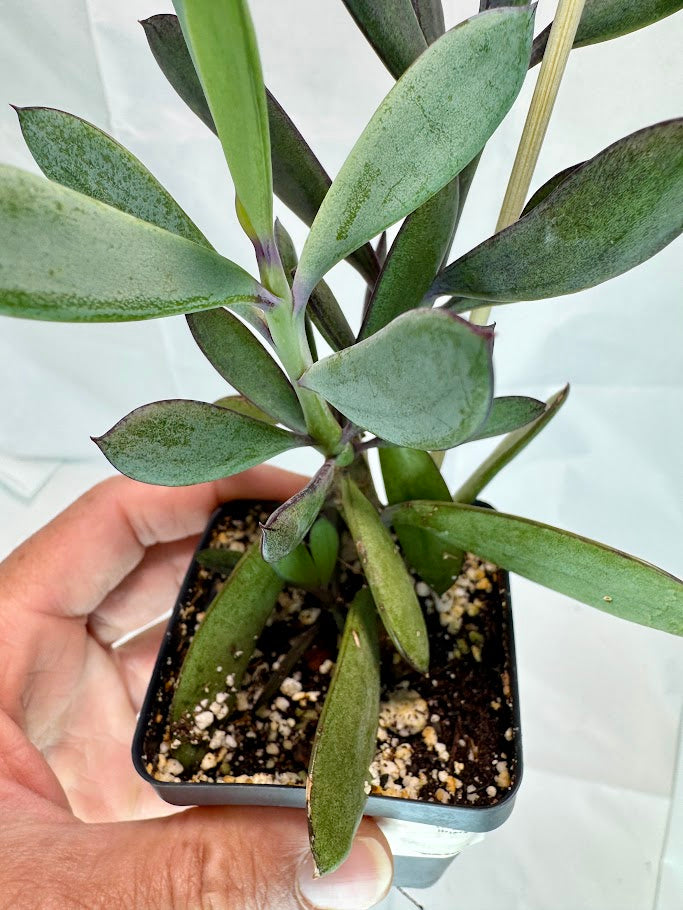 Senecio crassissimus #04 | ‘Lavender Steps’ Succulent | 2.5inch Starter Size