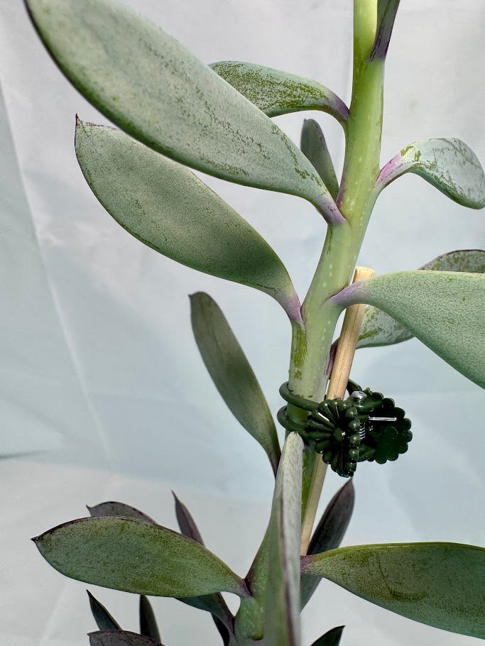 Senecio crassissimus #04 | ‘Lavender Steps’ Succulent | 2.5inch Starter Size