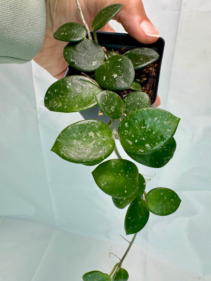 Hoya Mathilde 'Splash' #03 | Hoya Carnosa x Hoya serpens | 2.5inch Starter Size