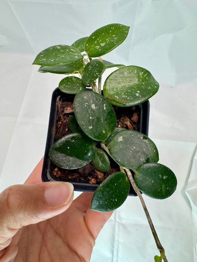 Hoya Mathilde 'Splash' #03 | Hoya Carnosa x Hoya serpens | 2.5inch Starter Size