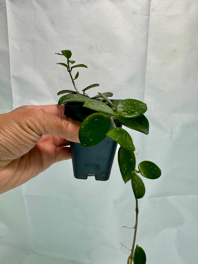 Hoya Mathilde 'Splash' #03 | Hoya Carnosa x Hoya serpens | 2.5inch Starter Size