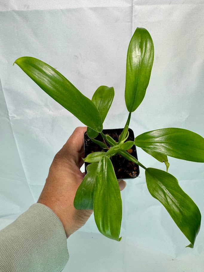 Philodendron panduriforme #01 | Fiddle-Leaf Philo | 2.5inch Starter Size