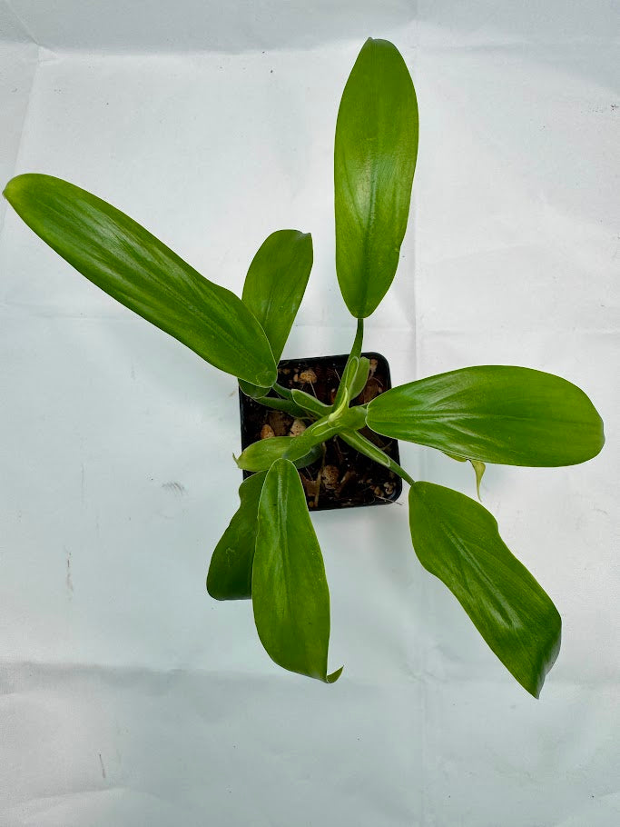 Philodendron panduriforme #01 | Fiddle-Leaf Philo | 2.5inch Starter Size