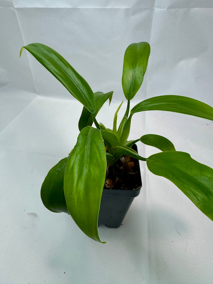 Philodendron panduriforme #01 | Fiddle-Leaf Philo | 2.5inch Starter Size