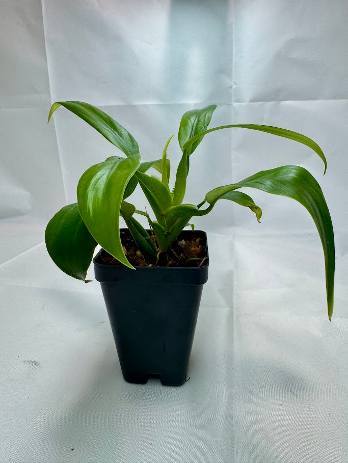 Philodendron panduriforme #01 | Fiddle-Leaf Philo | 2.5inch Starter Size